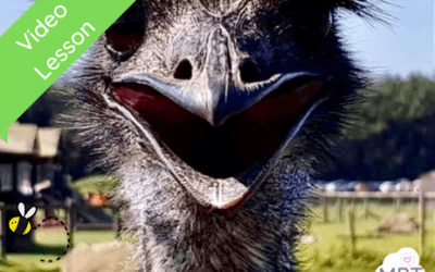 Let’s Learn About Emus! (Farm Park Resources)