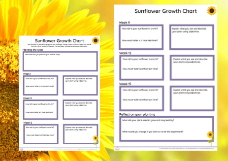 Sunflower Day Growth Chart KS2