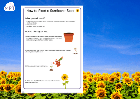 sunflower day instructions