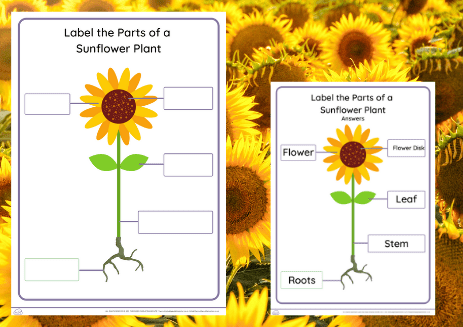 sunflower day label