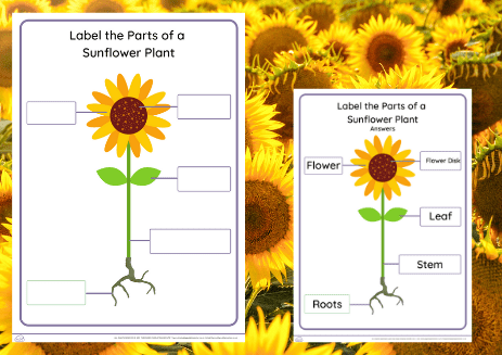 plant diagram for kids to label