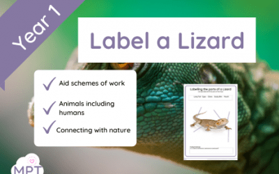 Label a Lizard (Year 1)