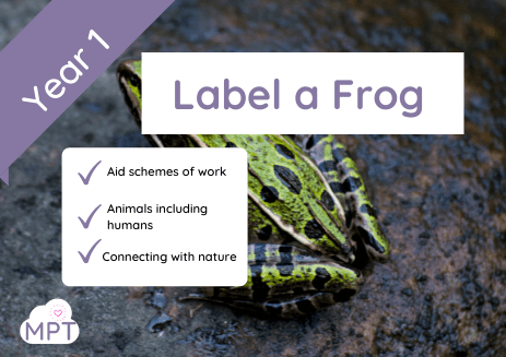 Label a Frog (Year 1)