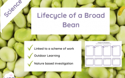 Lifecycle of a broad bean