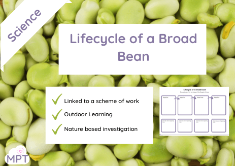 lifecycle of a broad bean