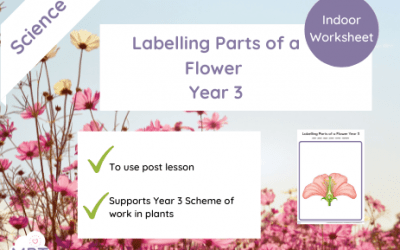 Plant Labelling Sheet Year 3