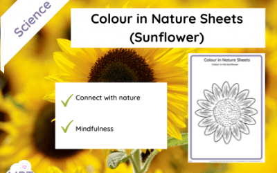 Colour in Nature Sheets (Sunflower)