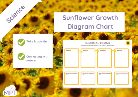 Sunflower Growth Diagram Chart