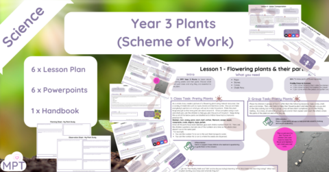 Year 3 Plants (Scheme of Work)