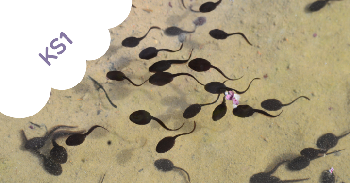 Food Chains – Outdoors
